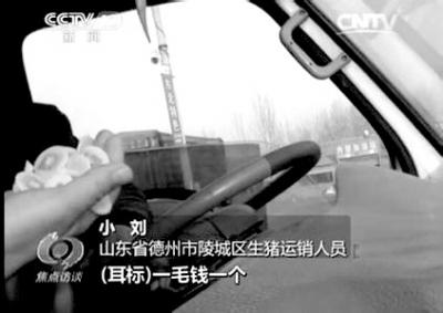 河北山東多地生豬檢疫形同虛設 養殖戶自己不吃