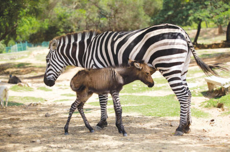 斑馬愛(ài)上驢 全國(guó)首只斑驢寶寶昨廈門誕生(圖)