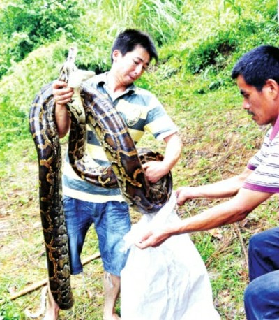 閩候3只巨蟒下了100多個蛋續：捕蛇能手苦戰巨蟒