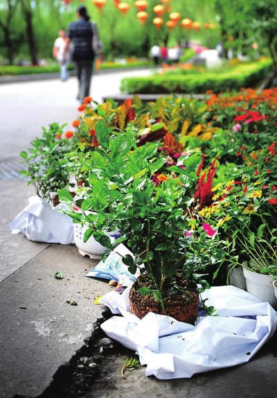 西湖盆景展撤展盆花遭哄搶 市民辯稱幫忙清理垃圾