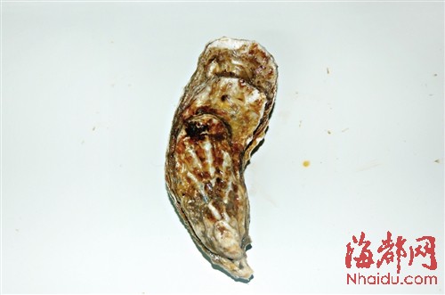它是牡蠣中的“土豪金” 福建研發出“金牡蠣1號”