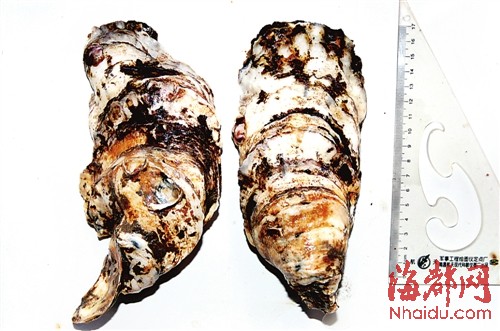 它是牡蠣中的“土豪金” 福建研發出“金牡蠣1號”