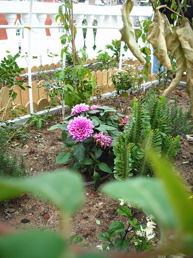 “美麗廈門共同締造” 廈門市探索社區管理新模式