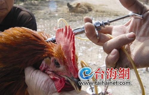 廈門活禽市場監(jiān)測標(biāo)本檢出H7N9病毒 未現(xiàn)感染病例