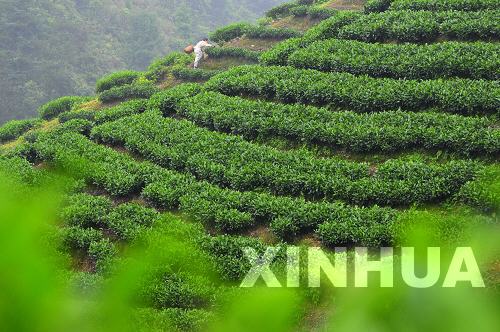 高高山上采夏茶