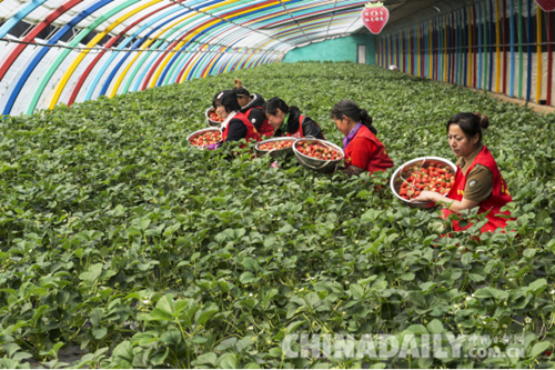 唐山遷安“歐C”草莓俏銷京津
