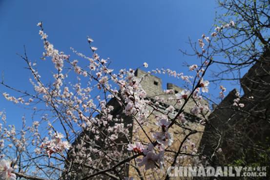 承德灤平第四屆“金山嶺長(zhǎng)城國(guó)際杏花節(jié)”開幕