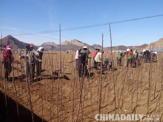 承德平泉：精耕細(xì)作“播種”綠色經(jīng)濟(jì)產(chǎn)業(yè)