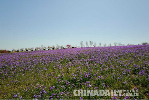 首屆櫻花文化旅游節(jié)在唐山開幕 共展出20余種櫻花
