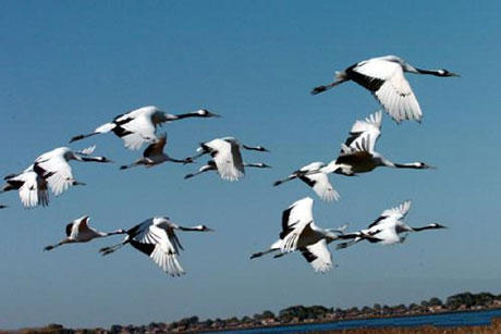 水禽樂園——扎龍自然保護區[圖]