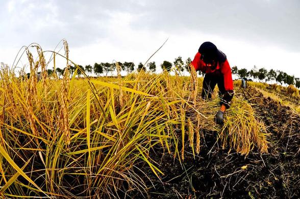 “糧倉”黑龍江打造“綠色農業”確保食品安全