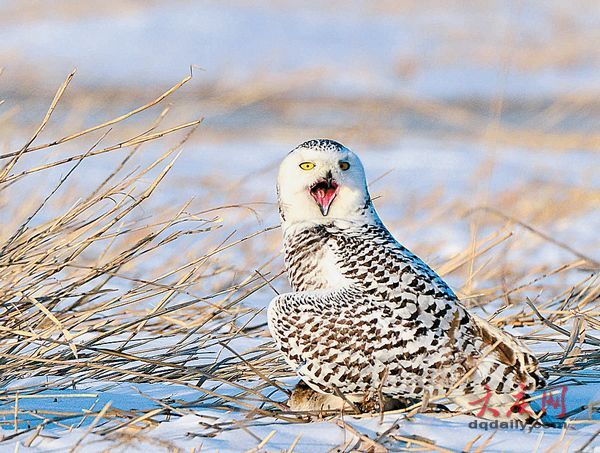罕見(jiàn)寒帶“北極女王”雪鸮留守大慶