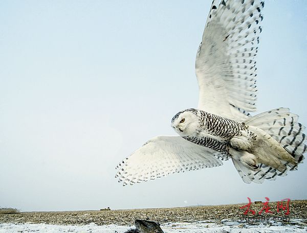 大慶市民發現雪鸮 罕見寒帶“北極女王”留守大慶(組圖)
