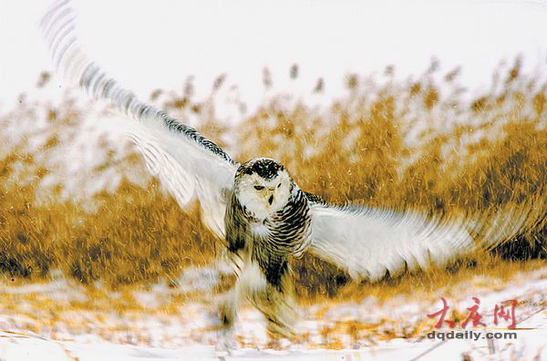 大慶市民發現雪鸮 罕見寒帶“北極女王”留守大慶(組圖)