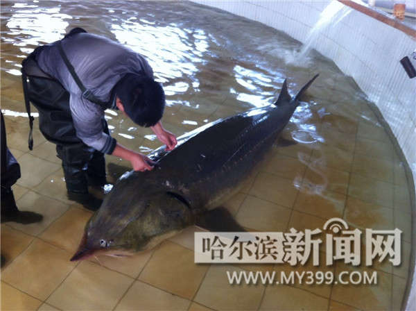 撫遠(yuǎn)又捕獲野生大鰉魚年過半百體重700