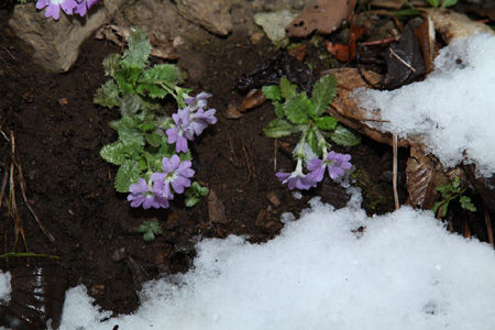 神農(nóng)架降十年最大春雪