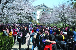 網友質疑武大靠櫻花斂財 校辦負責人回應(圖)