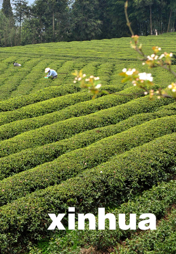 湖北恩施春茶大面積開(kāi)采