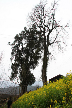 神農(nóng)架瀕亡千年古柏將“重生”于博物館（圖）