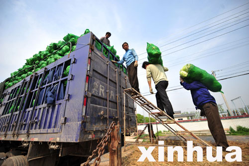 嘉魚(yú)包菜一分一斤沒(méi)人要