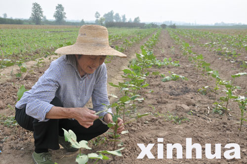 “棉花奶奶”李文英退休20余載甘當農民義工