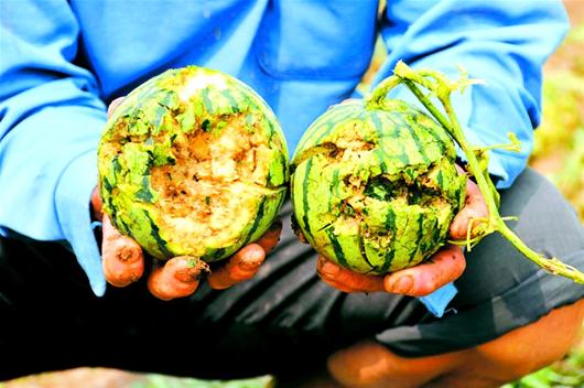 鄖縣遭強風冰雹襲擊 冰雹大如雞蛋堆積厚度20厘米
