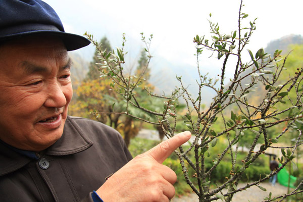 神農(nóng)架為“杉王”動(dòng)“外科手術(shù)”