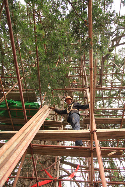 神農(nóng)架為“杉王”動(dòng)“外科手術(shù)”