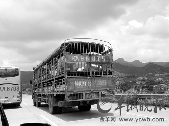 肉價“坐火箭” 千里再“追豬” 追訪豬肉漲價根源