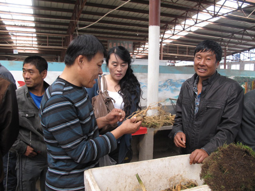 “美好吉林”之五：人參之鄉(xiāng)的人參饕餮