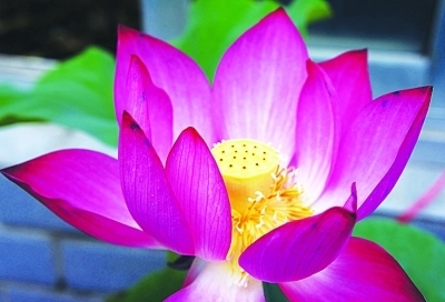 南京莫愁湖十萬株荷花陸續綻放