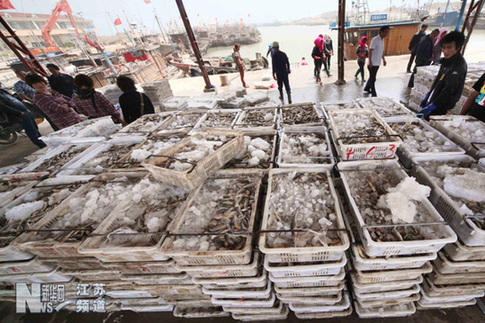 贛榆：滿載而歸進港休漁