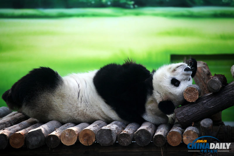 蘇州：大熊貓“賣萌”惹人愛