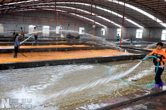 連云港11萬畝條斑紫菜全面附苗放養