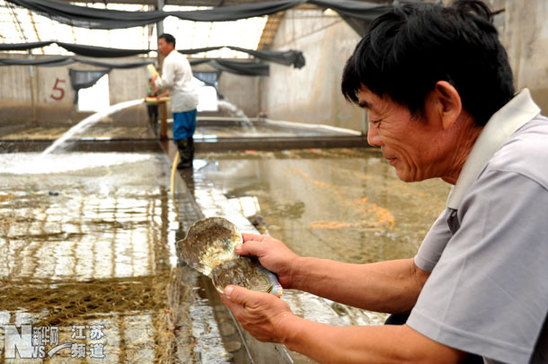 連云港11萬畝條斑紫菜全面附苗放養