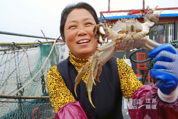 菊黃蟹肥時(shí) 漁民捕蟹忙