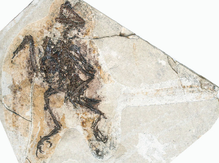 遼寧發(fā)現(xiàn)1.25億年前熱河生物群古鳥類新屬種