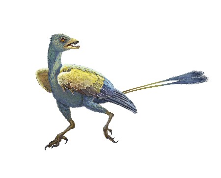 遼寧發(fā)現(xiàn)1.25億年前熱河生物群古鳥類新屬種