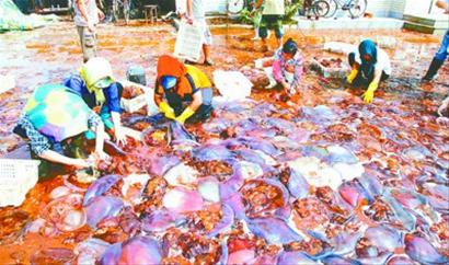 記者走基層:誰動(dòng)了我們的海蜇？