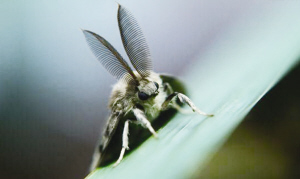 沈陽：天暖害蟲來襲 這5種最傷路邊樹（圖）