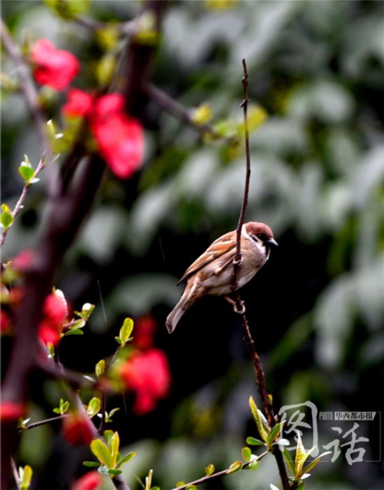 驚蟄飄小雨 成都錦江岸邊鳥語花香