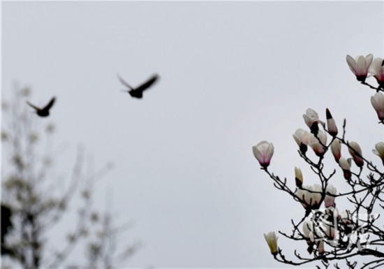 驚蟄飄小雨 成都錦江岸邊鳥語花香