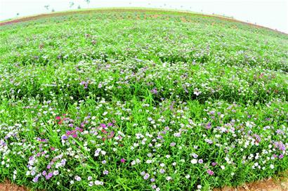 膠州打造350畝幸?；ê?彩虹花田美如仙境