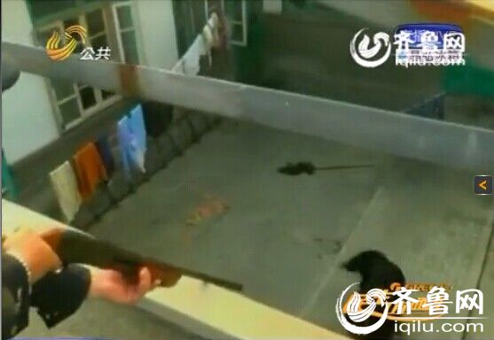 煙臺：藏獒發瘋堵門咬主人 民警擊斃除隱患