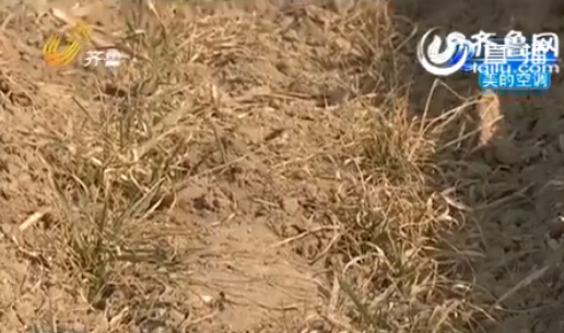聊城：農(nóng)戶家15畝麥苗全部死亡 原因仍在調(diào)查當(dāng)中