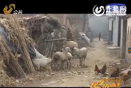 菏澤偷羊賊一夜扒洞偷走八只羊 轉手賣給親哥銷贓