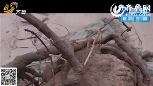 平邑村民疑挖到千年何首烏：重23斤體大如盆(圖)