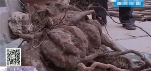平邑村民疑挖到千年何首烏：重23斤體大如盆(圖)