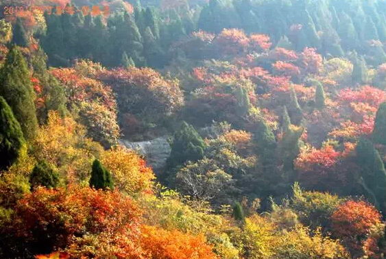 濟南春游最強攻略 野外燒烤賞花約起來！