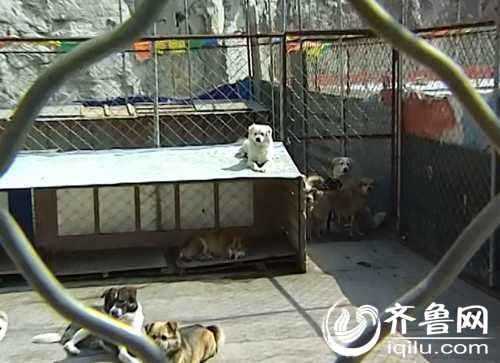 泰山小動物保護中心窘?jīng)r：狗糧緊缺 下山買水挺貴